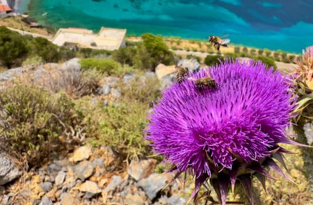 klettern in kalymnos mit bergfuehrer sodamin paul 22